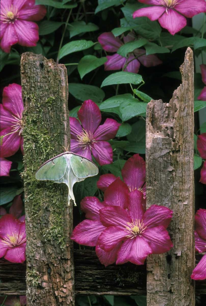 PA, Luna moth on fence with pink clematis flowers art print by Nancy Rotenberg for $57.95 CAD
